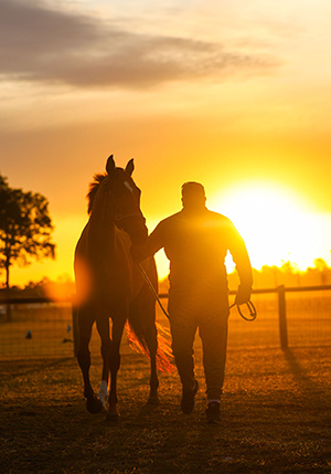 horse in the sunset