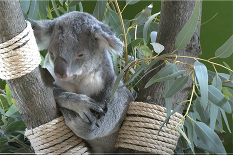 koala bear