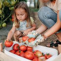 Little girl picking tomatoes