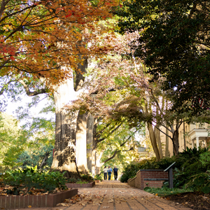 brick path between autumn trees